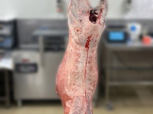 Lamb - whole